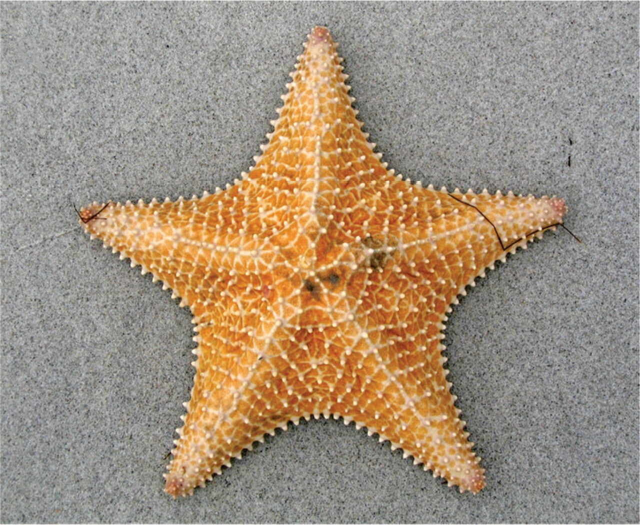 Starfish Point — photo 1