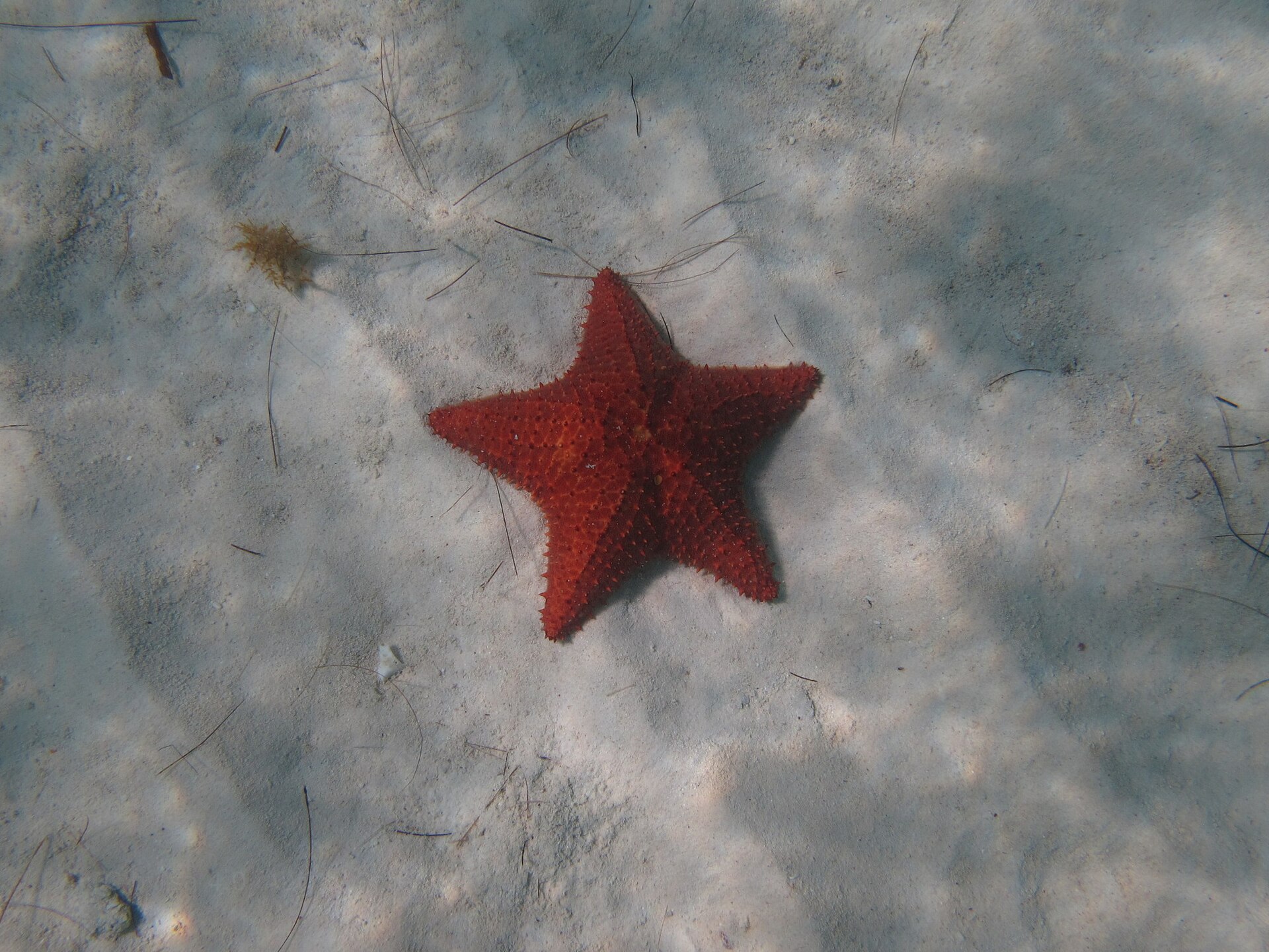 Starfish Point — photo 2