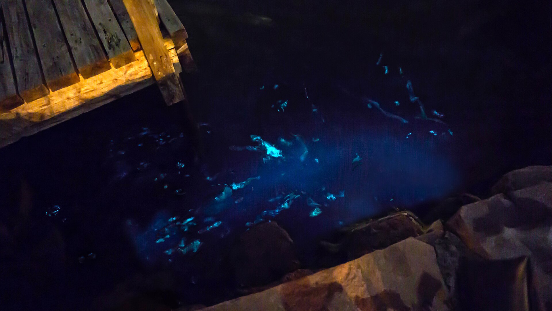 Bioluminescent Bay — photo 2