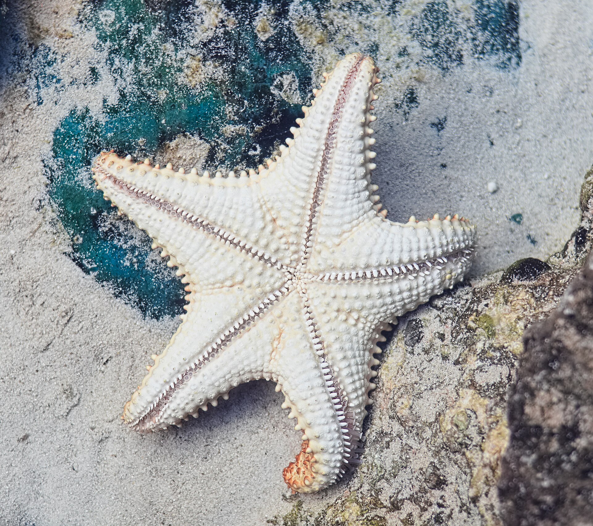 Starfish Point — photo 3