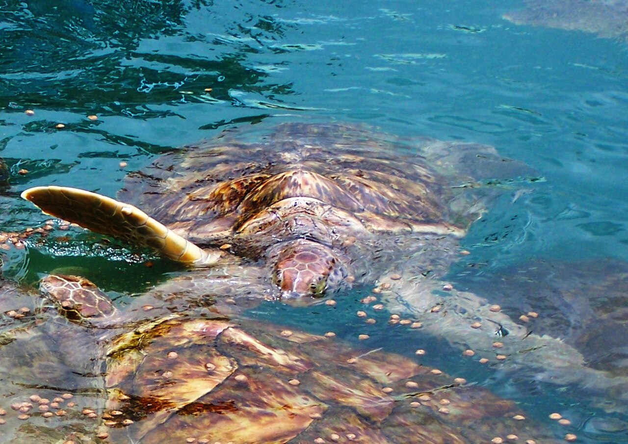 Cayman Turtle Centre — photo 1
