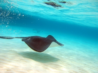 Stingray City — photo 3