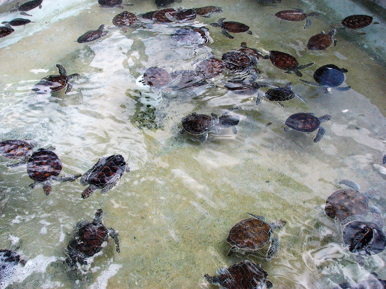 Cayman Turtle Centre — photo 2