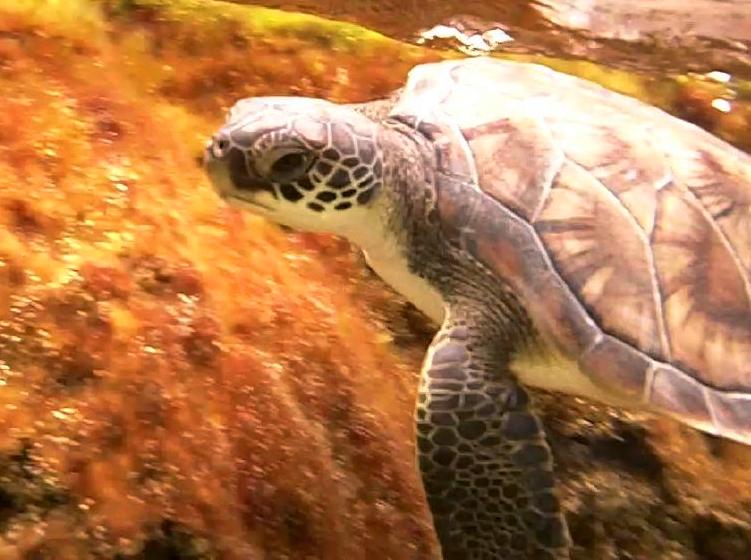 Cayman Turtle Centre — photo 3