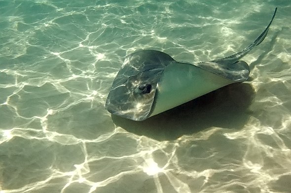 Stingray City — photo 2
